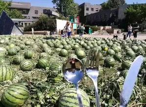 朝阳吃瓜群众网,揭秘娱乐圈幕后故事，带你领略不一样的娱乐圈