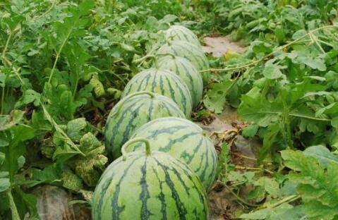 网红大瓜排行,热门事件盘点与幕后真相