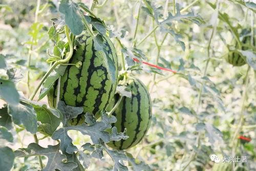 吃瓜网官网免费观看 怀仁最近网红大瓜,揭秘怀仁最新热门大瓜