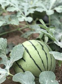 吃瓜网官网免费观看 怀仁最近网红大瓜,揭秘怀仁最新热门大瓜